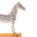 Maxbell 114 Acupuncture Points Horse Anatomical Model Educative Learning Aid Lab Equipment