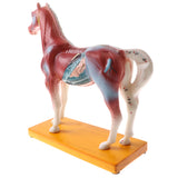 Maxbell 114 Acupuncture Points Horse Anatomical Model Educative Learning Aid Lab Equipment
