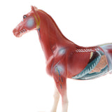 Maxbell 114 Acupuncture Points Horse Anatomical Model Educative Learning Aid Lab Equipment