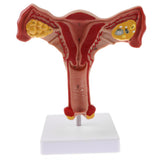 Maxbell Lifesize Human Female Uterus Ovary Model Educative Lab Teaching Equipment Kits