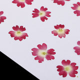 Maxbell 12 Pieces Natural Dried Flowers Verbena for DIY Pendants Handmade Resin Ornament Phone Case Decoration