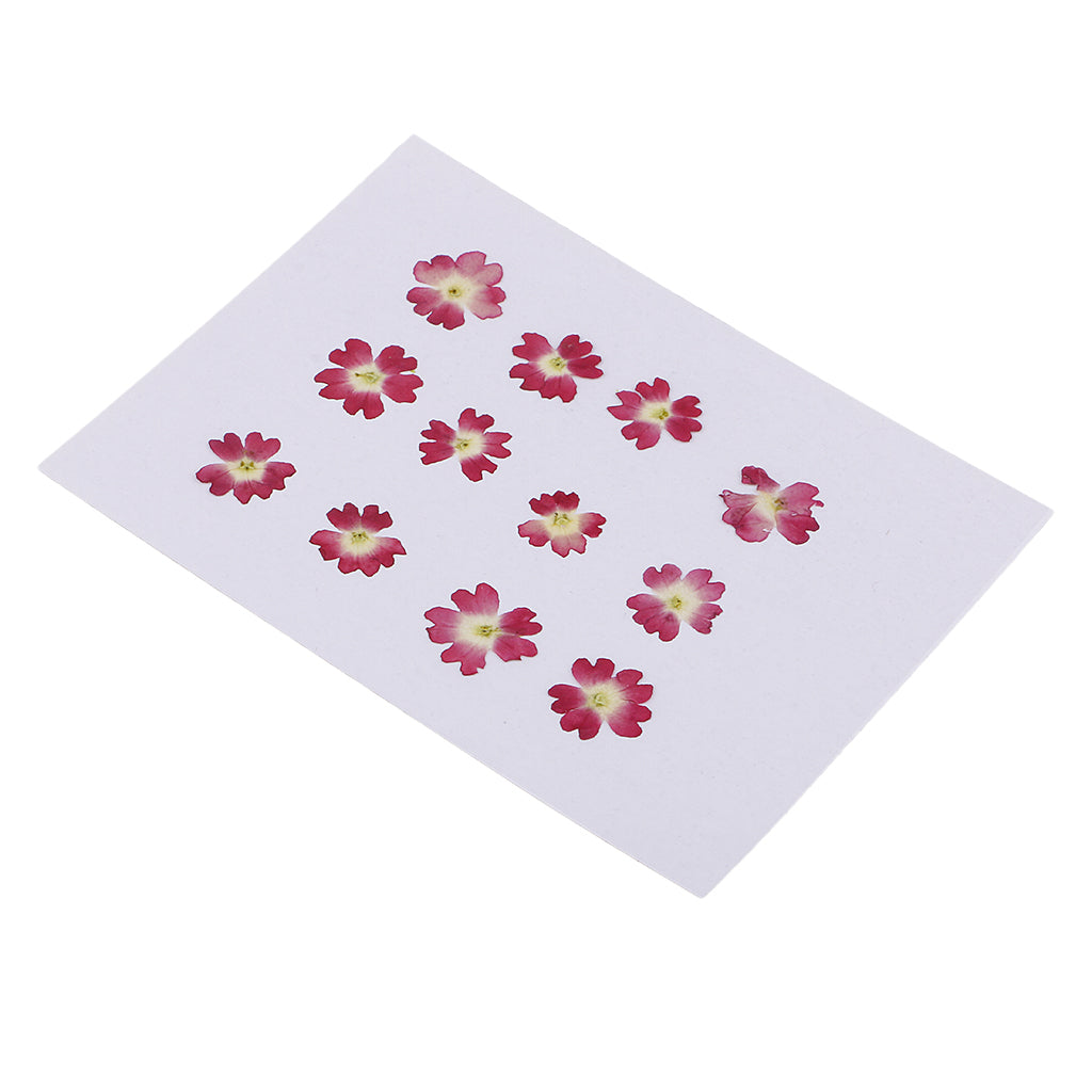 Maxbell 12 Pieces Natural Dried Flowers Verbena for DIY Pendants Handmade Resin Ornament Phone Case Decoration