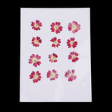 Maxbell 12 Pieces Natural Dried Flowers Verbena for DIY Pendants Handmade Resin Ornament Phone Case Decoration