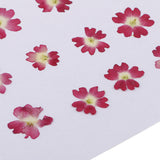 Maxbell 12 Pieces Natural Dried Flowers Verbena for DIY Pendants Handmade Resin Ornament Phone Case Decoration