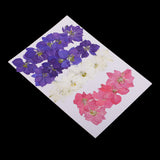 Maxbell 20 Pieces Pressed Dried Flower Real Flower Delphinium Scrapbooking Embellishments for Jewelry Making DIY Ornament