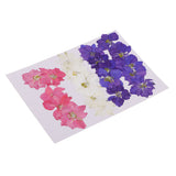 Maxbell 20 Pieces Pressed Dried Flower Real Flower Delphinium Scrapbooking Embellishments for Jewelry Making DIY Ornament