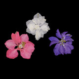 Maxbell 20 Pieces Pressed Dried Flower Real Flower Delphinium Scrapbooking Embellishments for Jewelry Making DIY Ornament