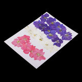 Maxbell 20 Pieces Pressed Dried Flower Real Flower Delphinium Scrapbooking Embellishments for Jewelry Making DIY Ornament