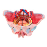 Maxbell 1:1 Life Size Female Pelvis Model with Vessels Ligaments Muscles Nerves & Organs Lab Supplies