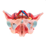 Maxbell 1:1 Life Size Female Pelvis Model with Vessels Ligaments Muscles Nerves & Organs Lab Supplies