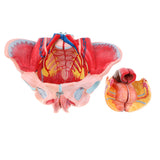 Maxbell 1:1 Life Size Female Pelvis Model with Vessels Ligaments Muscles Nerves & Organs Lab Supplies