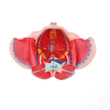 Maxbell 1:1 Life Size Female Pelvis Model with Vessels Ligaments Muscles Nerves & Organs Lab Supplies
