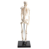 Maxbell 42cm Educational Children Body Skeleton Model With Base Science Anatomy Toy