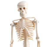 Maxbell 42cm Educational Children Body Skeleton Model With Base Science Anatomy Toy