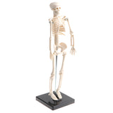 Maxbell 42cm Educational Children Body Skeleton Model With Base Science Anatomy Toy