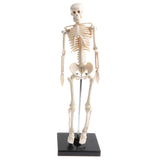 Maxbell 42cm Educational Children Body Skeleton Model With Base Science Anatomy Toy