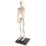 Maxbell 42cm Educational Children Body Skeleton Model With Base Science Anatomy Toy