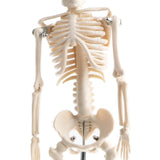 Maxbell 42cm Educational Children Body Skeleton Model With Base Science Anatomy Toy