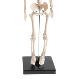 Maxbell 42cm Educational Children Body Skeleton Model With Base Science Anatomy Toy