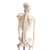 Maxbell 42cm Educational Children Body Skeleton Model With Base Science Anatomy Toy