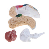 Maxbell 1:1 Multicolored Removable 8 Parts Human Brain Cerebral Cortex Anatomical Model