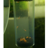 Maxbell Aquarium Glass Egg Tumbler Incubator For Crystal Cherry Red Shrimp Hatching