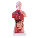 Maxbell 28cm Human Torso Male Viscera Heart Brain Skeleton Body Model Practice School Teaching Lab Supplies