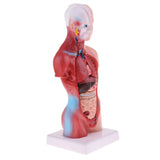 Maxbell 28cm Human Torso Male Viscera Heart Brain Skeleton Body Model Practice School Teaching Lab Supplies