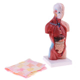 Maxbell 28cm Human Torso Male Viscera Heart Brain Skeleton Body Model Practice School Teaching Lab Supplies