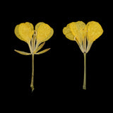 Maxbell 12 Pieces Dried Pressed Flowers Rape Flowers Plant Herbarium for Craft Making Photo Frame Phone Case Decor