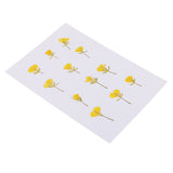 Maxbell 12 Pieces Dried Pressed Flowers Rape Flowers Plant Herbarium for Craft Making Photo Frame Phone Case Decor
