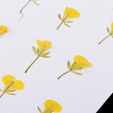 Maxbell 12 Pieces Dried Pressed Flowers Rape Flowers Plant Herbarium for Craft Making Photo Frame Phone Case Decor