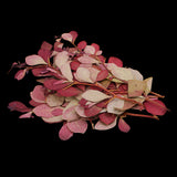 Maxbell 10 Pieces Natural Pressed Dried Flower Leaves For Epoxy Resin Pendant Necklace Ring Earrings Making Accessories