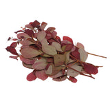 Maxbell 10 Pieces Natural Pressed Dried Flower Leaves For Epoxy Resin Pendant Necklace Ring Earrings Making Accessories