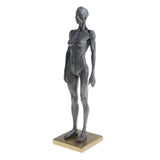 Maxbell Female Anatomy Figure Superficial Muscle Anatomy Model Lab Ornament - Gray
