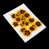 Maxbell 20 Pieces Real Pressed Press Dried Flower Natural Plant Specimen For Nail Art Decoration, Scrapbooking Card, DIY Art Craft, Epoxy Resin Jewelry Making