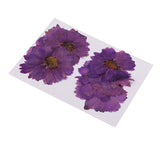 Maxbell 20 Pieces Pressed Coreopsis Purple Flowers Press Dried Flower Filler For Epoxy Resin Pendant Necklace Jewelry Making Craft DIY Accessories