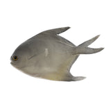 Maxbell Simulated Artificial Butterfish Ornament for Aquarium Decortion,Swimming Fish Plastic Fish Toy