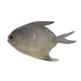 Maxbell Simulated Artificial Butterfish Ornament for Aquarium Decortion,Swimming Fish Plastic Fish Toy