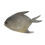 Maxbell Simulated Artificial Butterfish Ornament for Aquarium Decortion,Swimming Fish Plastic Fish Toy