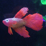 Maxbell Artificial Silicone Soft Glowing Effect Betta Aquarium Fish Tank Decor Red