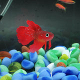 Maxbell Artificial Silicone Soft Glowing Effect Betta Aquarium Fish Tank Decor Red