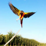 Maxbell Parrot Bird Leash Kits Anti-bite Flying Training Rope for Agapornis fischeri - Random Color