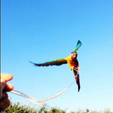 Maxbell Parrot Bird Leash Kits Anti-bite Flying Training Rope for Agapornis fischeri - Random Color