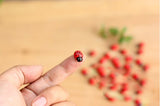 Maxbell 100x Miniature Dollhouse Bonsai Craft Garden Landscape Wooden Ladybug Decor