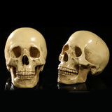 1:1 Realistic Replica Human Skull Resin Skull Skeleton Head Model