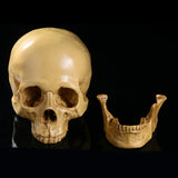 1:1 Realistic Replica Human Skull Resin Skull Skeleton Head Model