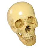 1:1 Realistic Replica Human Skull Resin Skull Skeleton Head Model