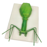 Maxbell Kids Educational Specimen Bacteriophage Germ Biological Experiment Teaching