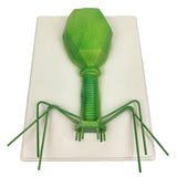 Maxbell Kids Educational Specimen Bacteriophage Germ Biological Experiment Teaching